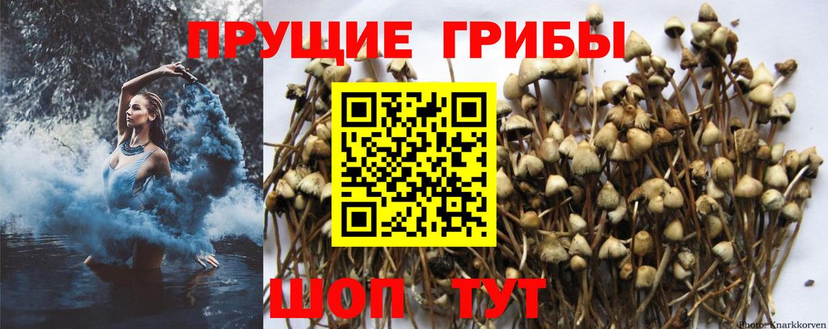Галлюциногенные грибы GOLDEN TEACHER  Галлюциногенные грибы Psilocybine cubensis  Моздок  Вход с VPN 